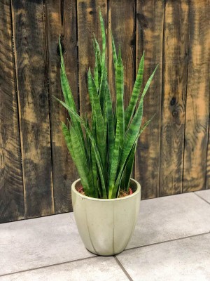 Sansevieria zeylanica Greenline