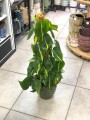 Filodendron Scandens Brasil XL palik.jpg