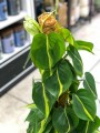 Philodendron Scandens Brasil XL palik.jpg