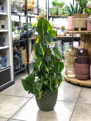 Philodendron scandens Brasil, filodendron XL palik