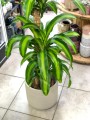 Dracena Massangeana.jpg