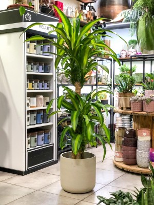Dracaena Massangeana, dracena