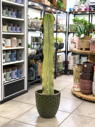 Euphorbia Variegata Marmorata .jpg