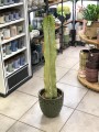 Euphorbia Variegata Marmorata wilczomlecz.jpg
