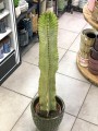 Euphorbia Variegata Marmorata.jpg