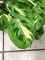 Maranta leuconeura Kerchoveana Variegata .jpg