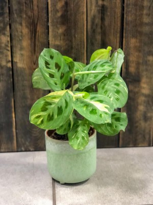 Maranta leuconeura Kerchoveana Variegata