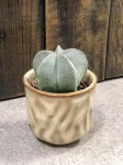 Astrophytum myriostigma, czapka biskupia