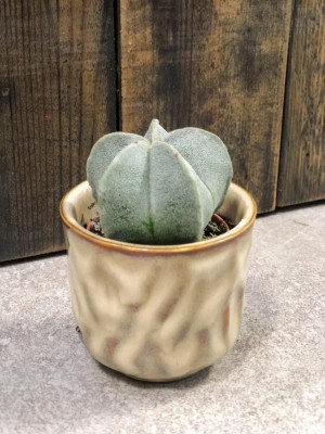 Astrophytum myriostigma, czapka biskupia