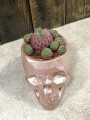 Rebutia muscula kaktus Rebucja.jpg