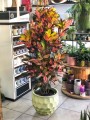Kroton, Croton variegatum