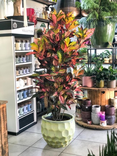 Codiaeum, Kroton variegatum