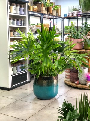 Philodendron selloum Hope, filodendron
