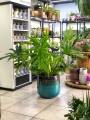 Filodendron, Philodendron selloum