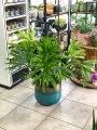Philodendron selloum Hope