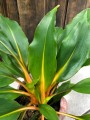 Zielistka Chlorophytum Green Orange