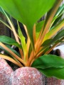 Zielistka Green Orange