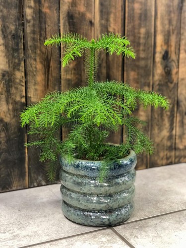 Araukaria heterophylla