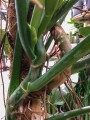 Filodendron hastatum