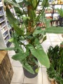 Filodendron Silver Queen