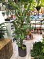 Philodendron Hastatum Silver Queen