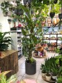Philodendron hastatum