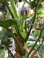 Philodendron Silver Queen