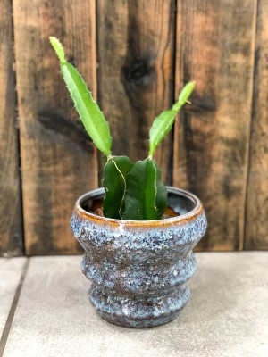 Hylocereus undatus, smoczy owoc