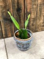Hylocereus undatus Pitaja