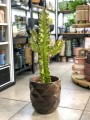 Euphorbia ingens marmorata