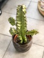 Euphorbia Wilczomlecz