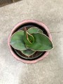 Sansevieria Samurai