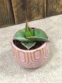 Sansevieria Samurai