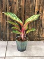 Aglaonema Dreamcatcher
