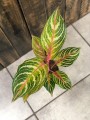 Aglaonema