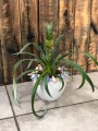 Ananas Mi amigo