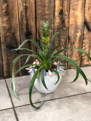 Ananas comosus Mi Amigo