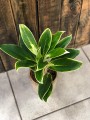 Aglaonema