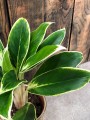 Aglaonema White Lime zielone liście