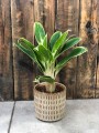 Aglaonema White Lime