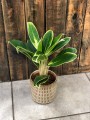 Aglaonema z białymi brzegami