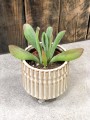 Kalanchoe luciae