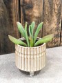 Kalanchoe oricula