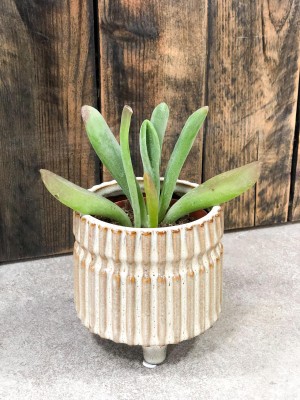Kalanchoe luciae Oricula, żyworódka