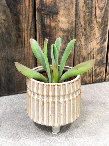 Kalanchoe oricula