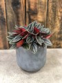 Peperomia Santorini