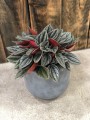 Peperomia