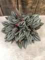 Santorini Peperomia