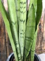 Sansevieria Silver Mist Języki Teściowej