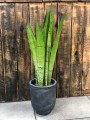 Sansevieria Silver Mist